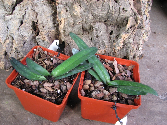Paphiopedilum leucochilum.JPG