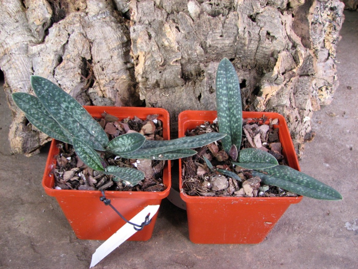 Paphiopedilum micranthum.JPG