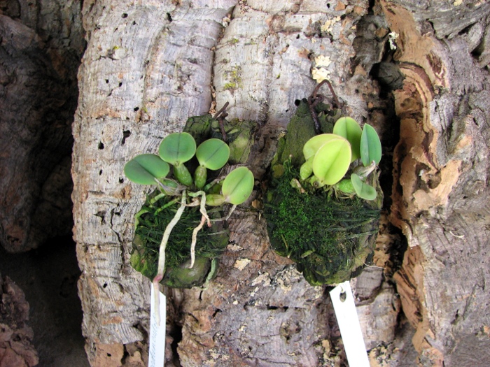 Sophronitis brevipedunculata 'Ouro Branco' x brevipedunculata 'Ouro Preto'.JPG