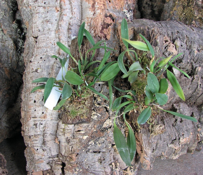 Sophronitis grandiflora.JPG