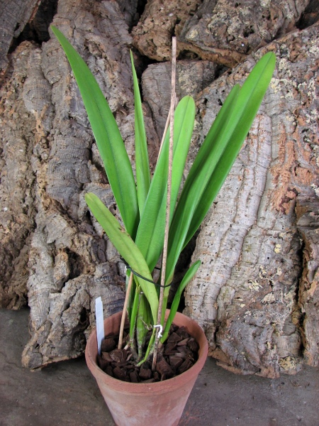 Laelia purpurata roxo-violeta x self.JPG