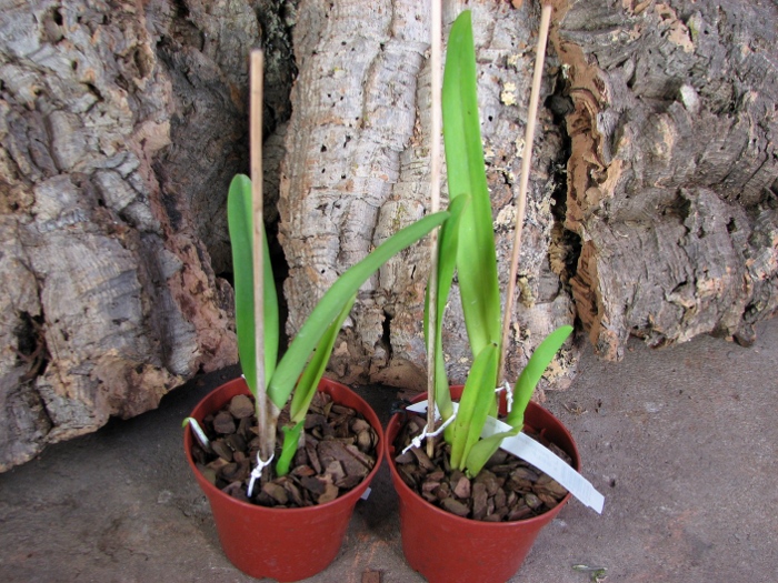 Laelia purpurata werkhauseri striata x SELF.JPG