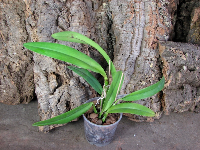 Laeliocattleya Ballet Folklorico 'Eloquence' (Cattleya Song of Norway x Laelia speciosa).JPG