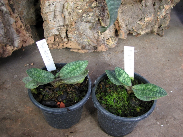 Paphiopedilum delenatii.JPG