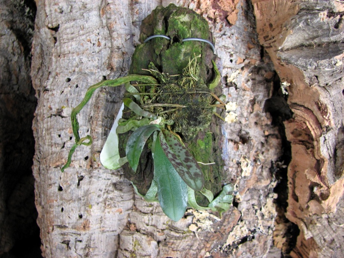 Phalaenopsis lindenii.JPG