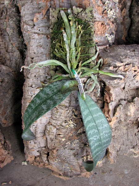 Phalaenopsis schilleriana.JPG