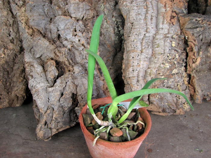 Laelia lobata coerulea 'AM-EC' x SELF.JPG
