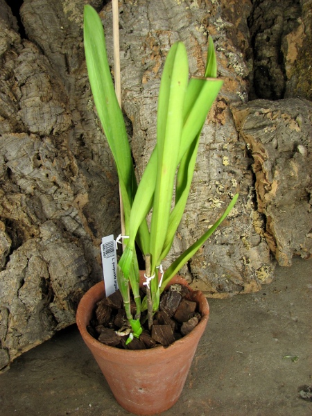 Laelia purpurata argolao x sib.JPG