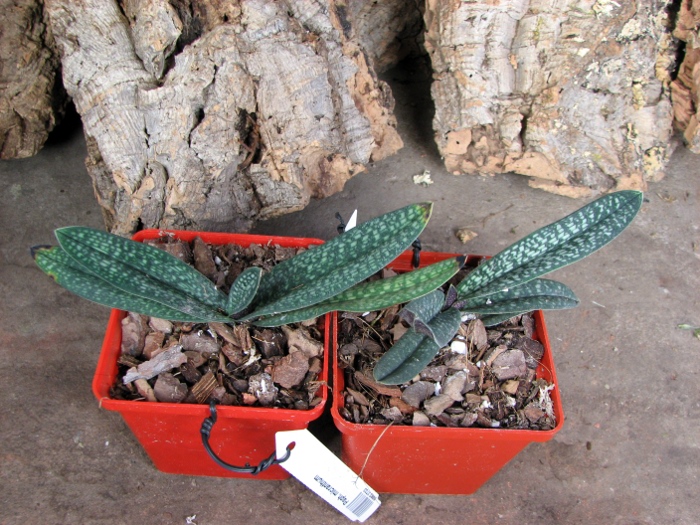 Paphiopedilum micranthum.JPG