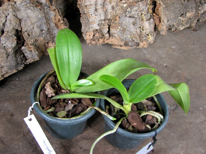 Phalaenopsis hieroglyphica.JPG