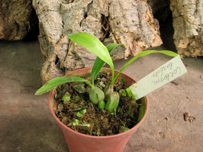 Coelogyne barbata.JPG
