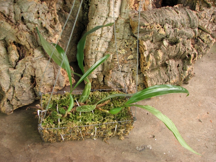 Coelogyne cristata var. hololeuca.JPG