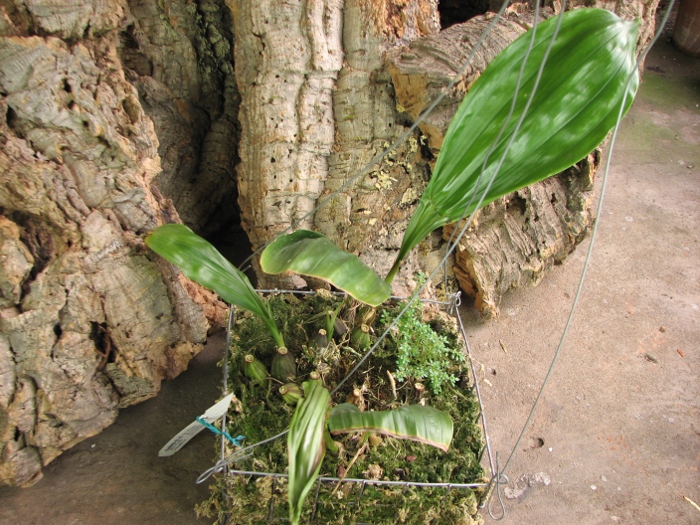 Stanhopea reichenbachiana.JPG