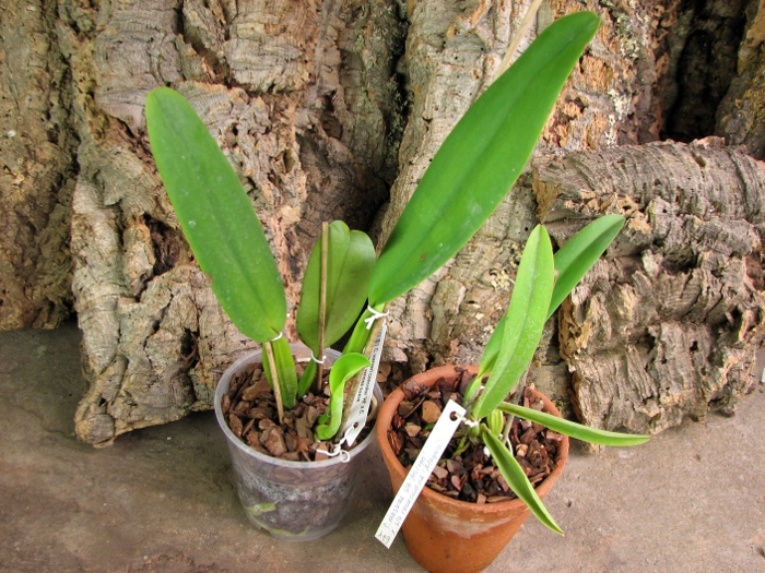 Cattleya warneri concolor 'HI' x Cattleya warneri venosa suave и Cattleya mossiae semi alba 'Aurora' x mossiae semi alba reneckiana 'Alayon'.JPG