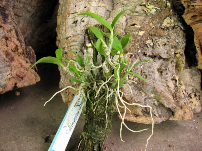 Dendrobium moniliforme Hoshibu.JPG