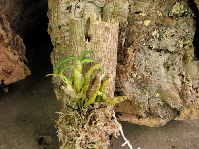 Dendrobium moniliforme Tennyokan.JPG