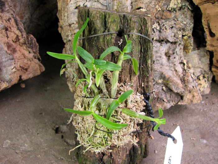 Dendrobium moniliforme Raizan.JPG