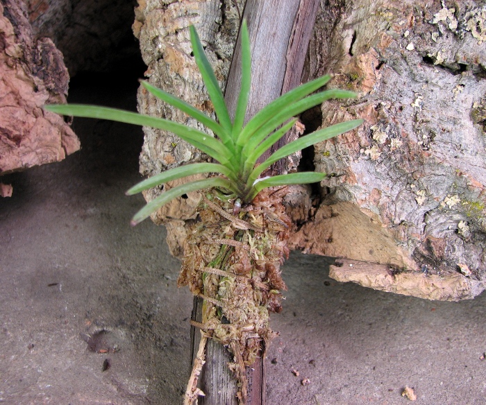 Neofinetia falcata Kinku Jaku.JPG