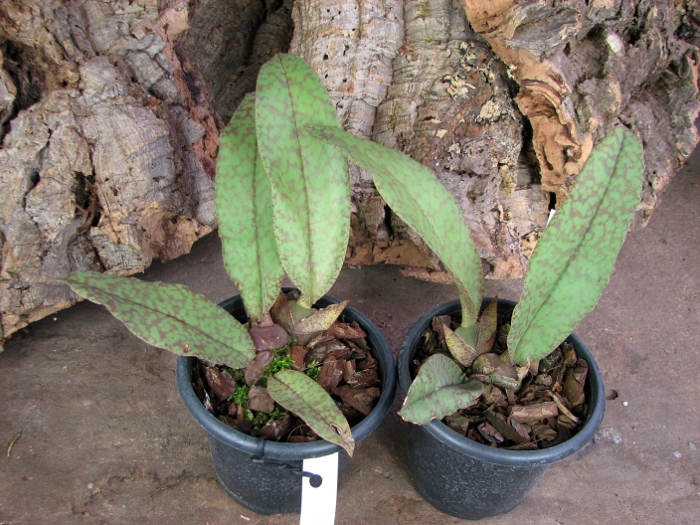 Psychopsis Butterfly (sanderae x papilio).JPG