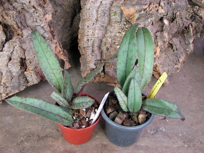 Psychopsis Mendenhall 'Hildos'.JPG