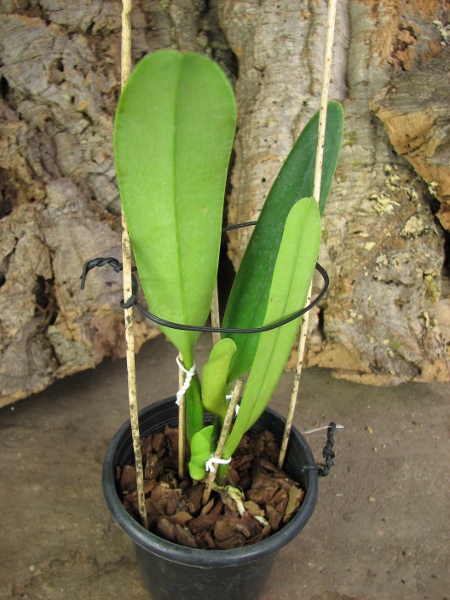 Cattleya mossiae sa 'Young's Variety' x Cattleya mossiae sa 'Blanca'.JPG