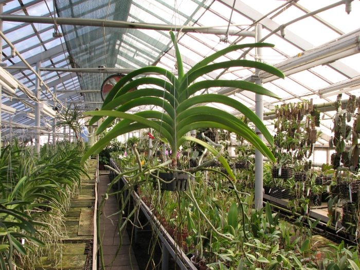 Vanda Thananchai x Ascocenda Kultana Brown.JPG