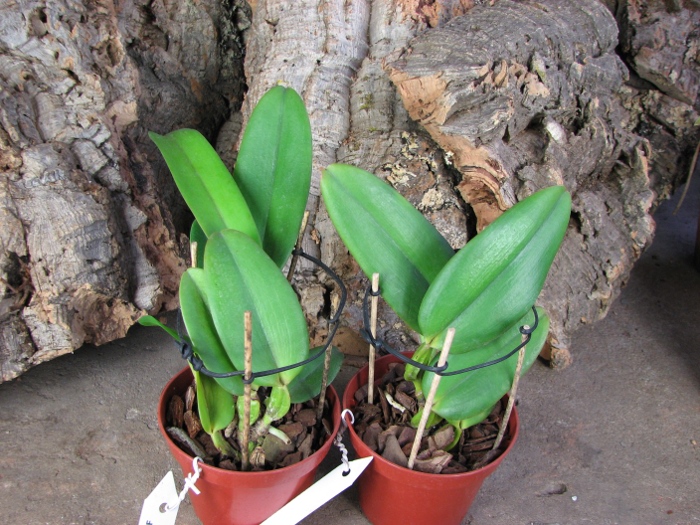 Cattleya warneri concolor x SELF.JPG