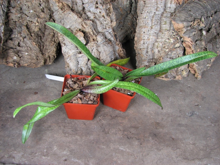 Paphiopedilum Dark Spell 'Ruby' x Paphiopedilum St. Swithin 'Swallow'.JPG