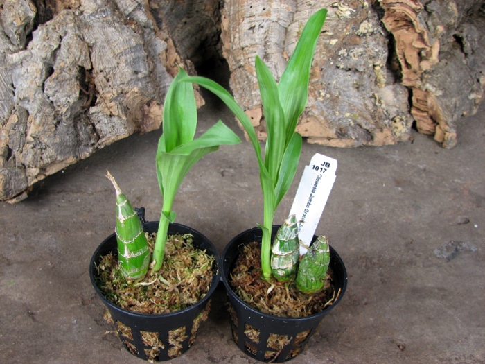 Clowesia Jumbo Grace 'Jumbo Orchids'.JPG