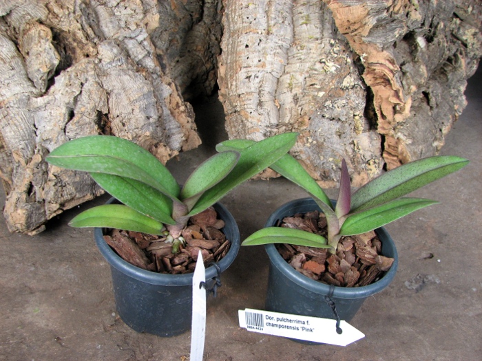 Doritis pulcherrima f. champorensis 'Pink'.JPG