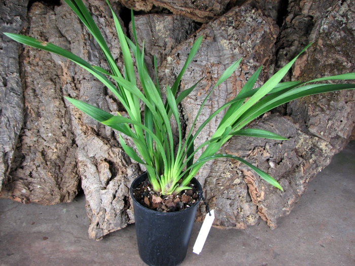 Cymbidium Kiwi Midnight.JPG