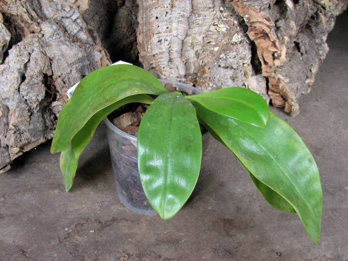 Phalaenopsis violacea alba.JPG
