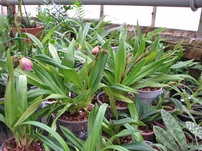 Phragmipedium Eumelia Arias (kovachii x schlimii).jpg