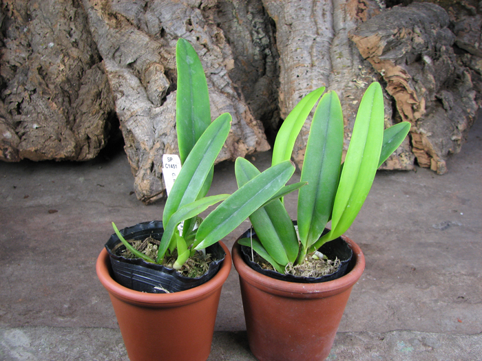 Cattleya maxima semi-alba 'La Pedrena' x self.jpg