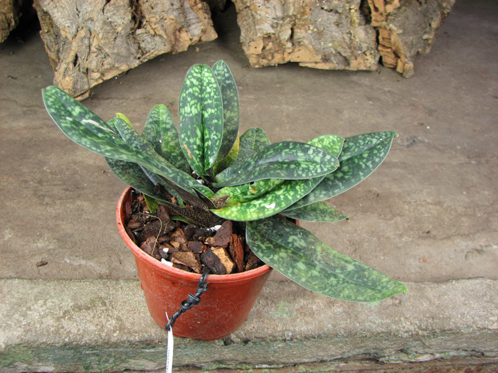 Paphiopedilum delenatii 'In-Charm' x Paphiopedilum vietnamense 'In-Charm'.jpg