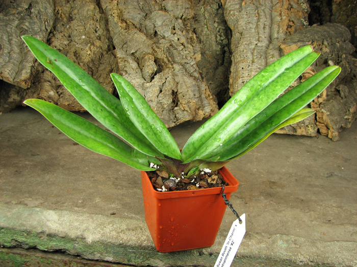 Paphiopedilum Susan Booth 'In-Charm' x Paphiopedilum vietnanmense '#2'.jpg
