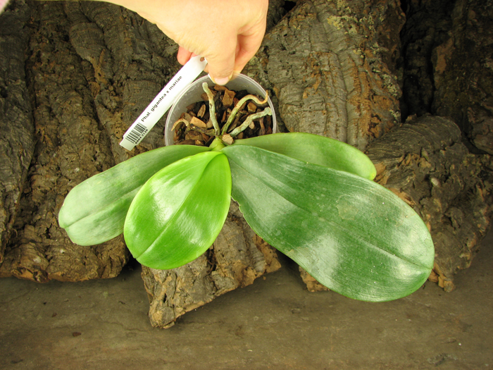Phalaenopsis gigantea x mariae.jpg
