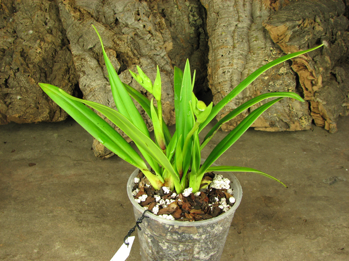 Phragmipedium schlimii.jpg