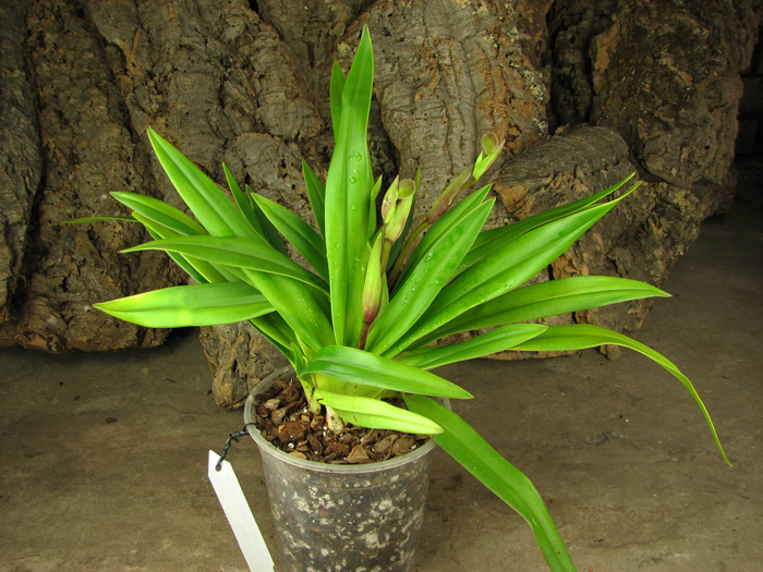 Phragmipedium Eumelia Arias (kovachii x schlimii).jpg