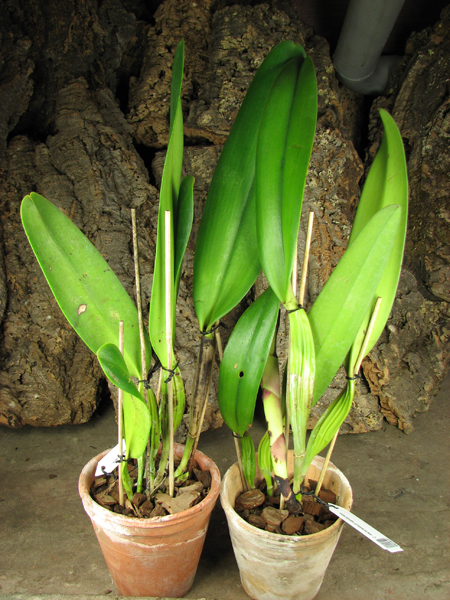 Cattleya warscewiczii sanderiana.jpg