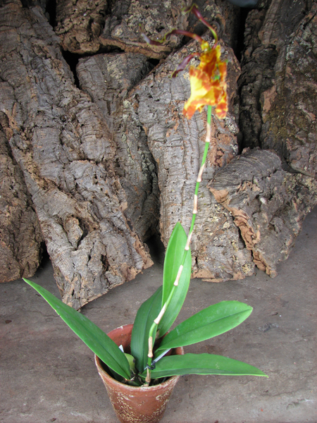 Psychopsis Kalihii 'Big'.jpg