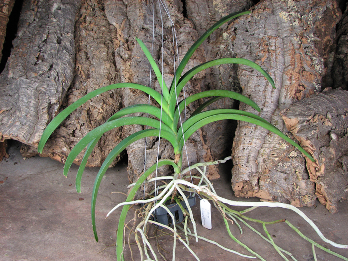 Vanda Chaiya x Vanda Sankamphaeng.jpg