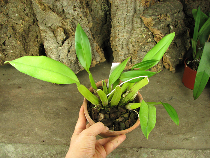 Trichopillia Senne Star (tortilis 'large' x turialbae 'alpha').jpg