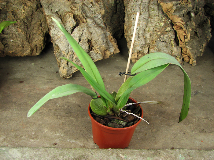 Trichopilia laxa.jpg