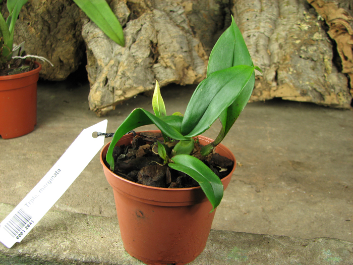 Trichopilia marginata.jpg