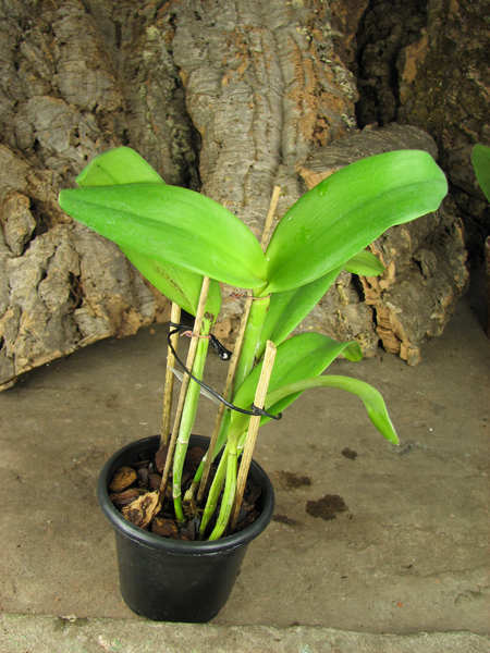 Sophrolaeliocattleya Ann Komine 'Breathless'.jpg