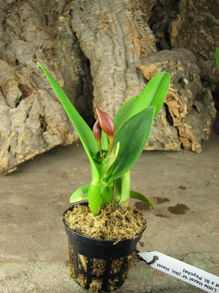 Sophrolaeliocattleya Little Hazel 'M'.jpg