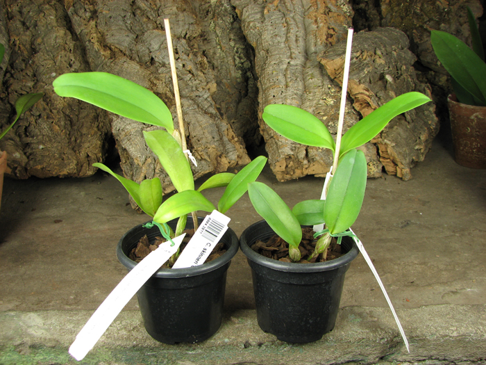 Cattleya skinneri 'Casa Luna'.jpg