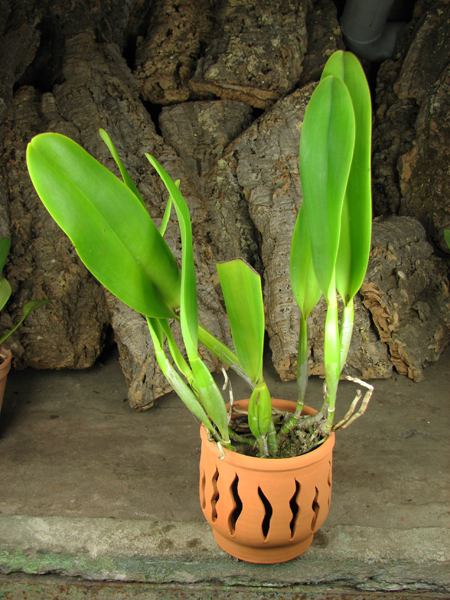 Brassolaeliocattleya Toshie Aoki 'Red Hsinying' (Faye Miyamoto x Waianae Flare).jpg