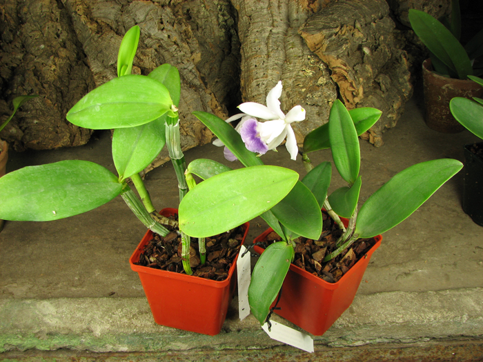 Cattleya Walkerinter coerulea.jpg